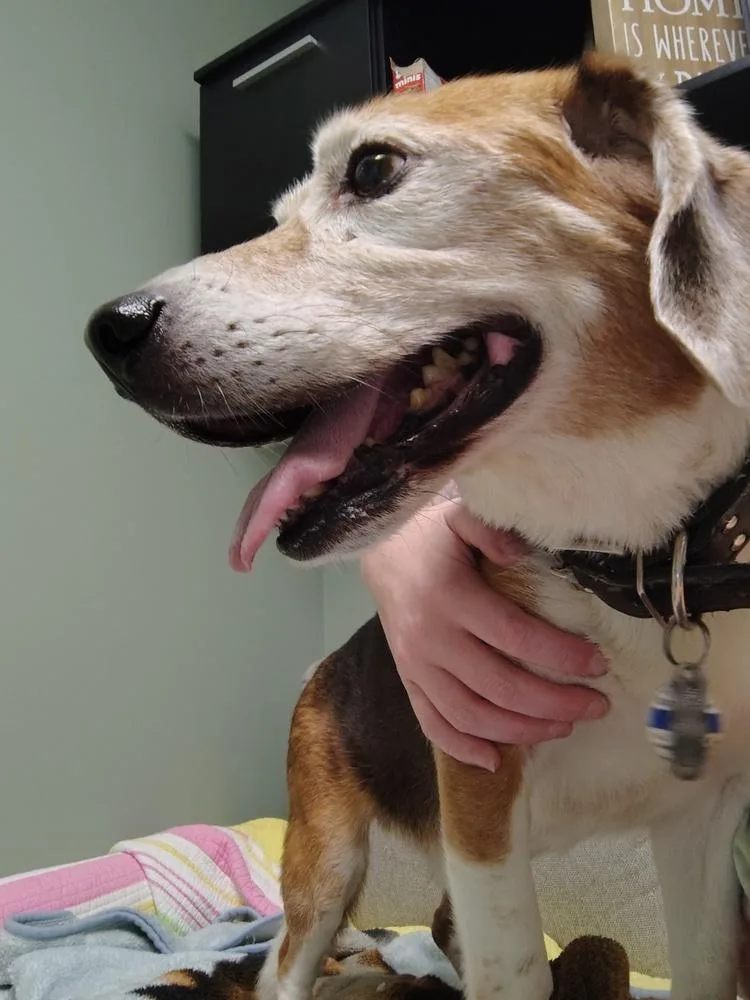 A senior medium-sized male Tricolor (Brown, Black, & White) Beagle dog named Max for adoption in Muskegon, MI