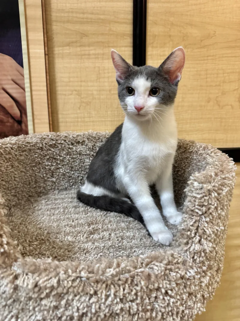 A baby medium-sized male Gray & White Domestic Short Hair cat named Cobweb for adoption in Springfield, PA