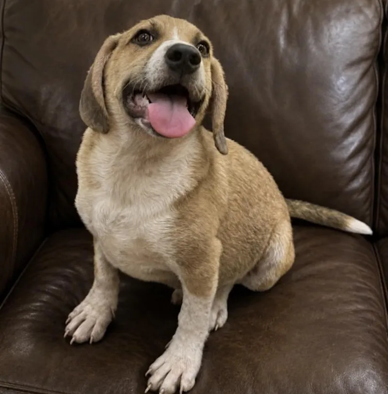 A baby medium-sized male White / Cream Beagle dog named Chubbs for adoption in Watertown, CT