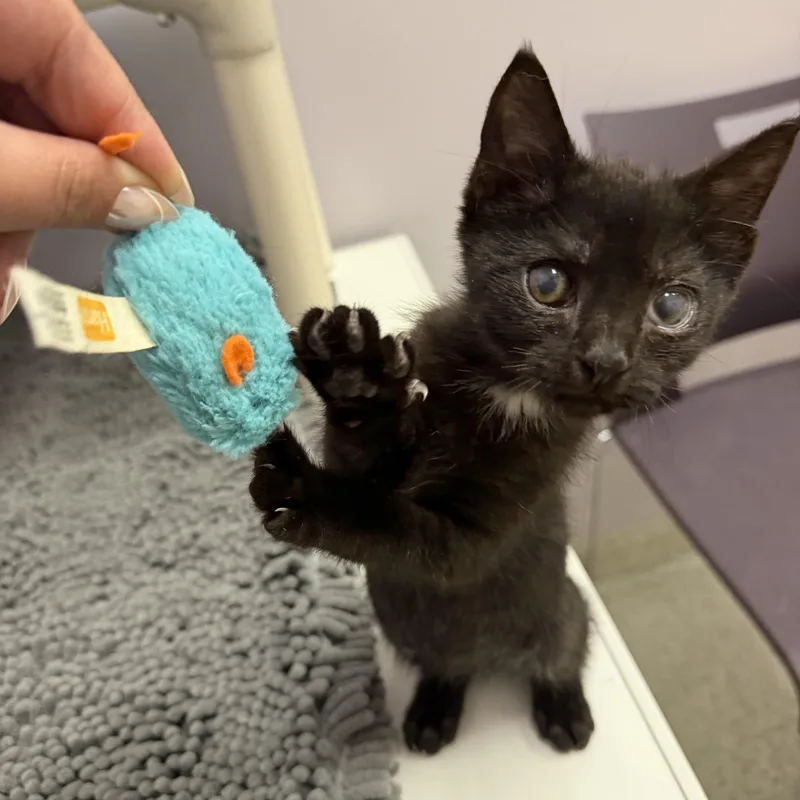 A baby medium-sized male Domestic Short Hair cat named Stitch for adoption in Cooperstown, NY