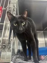 An adult medium-sized male Black Domestic Short Hair cat named Onyx for adoption in Manitowoc, WI