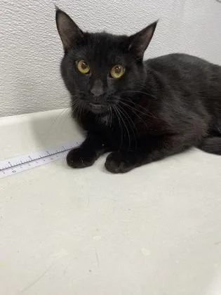 An adult small-sized female Domestic Short Hair cat named Spooky for adoption in West Chester, PA