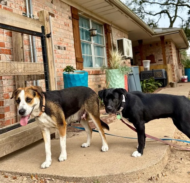 An adult medium-sized female Tricolor (Brown, Black, & White) Pit Bull Terrier dog named Perla Honey The Snuggle for adoption in Friendswood, TX