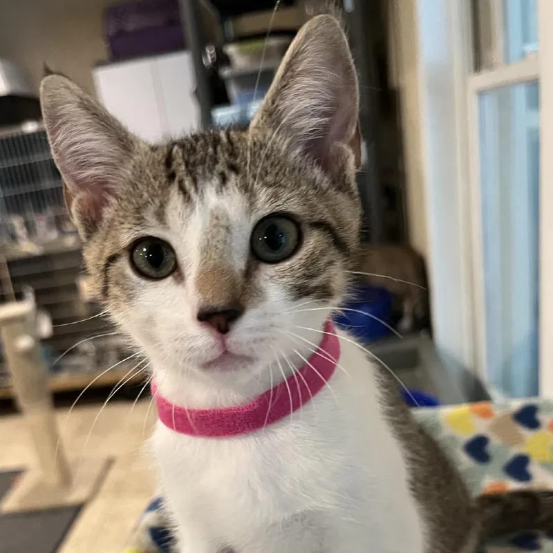 A baby small-sized female Brown / Chocolate Domestic Short Hair cat named Jacey for adoption in Peachtree City, GA