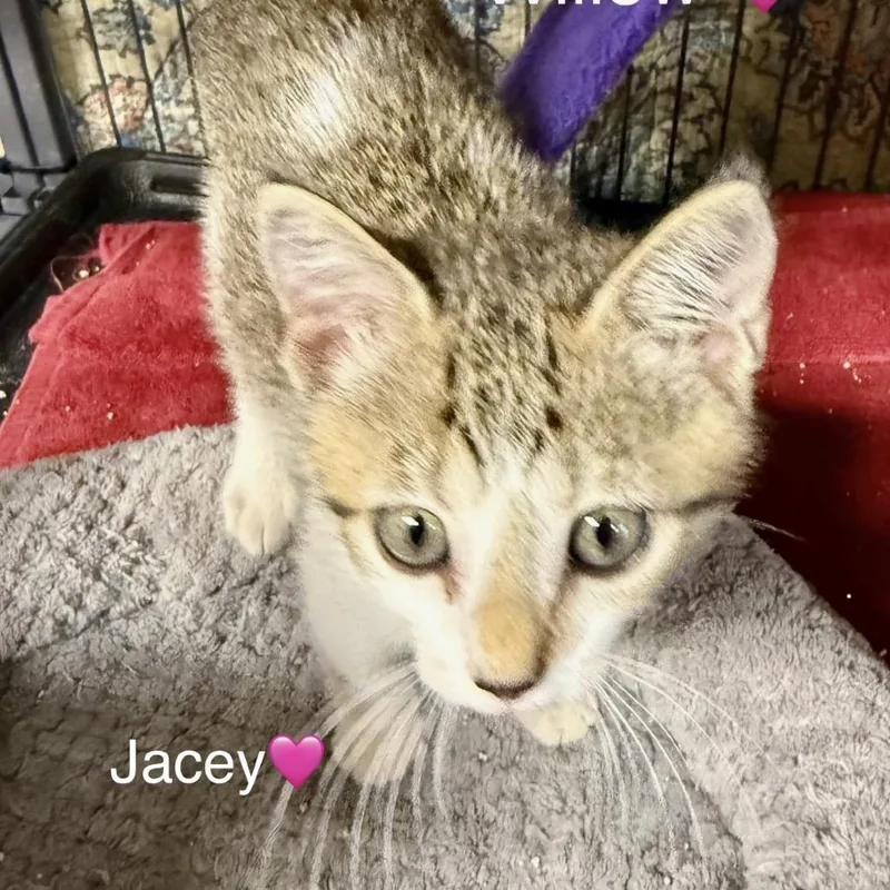 Jacey thumbnail 3
