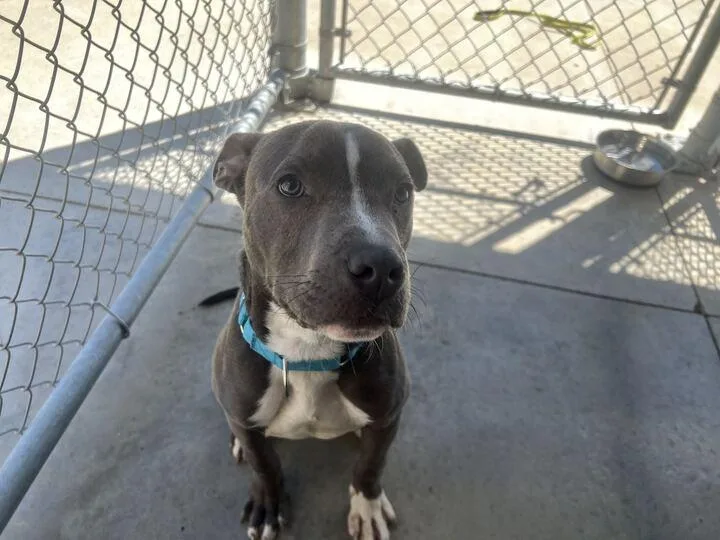 A young large-sized male Gray / Blue / Silver Pit Bull Terrier dog named Blu for adoption in Jackson, MI