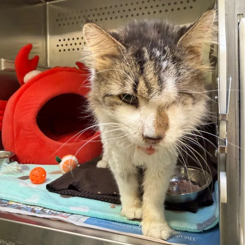 A senior large-sized male Brown / Chocolate Domestic Long Hair cat named Fluffy for adoption in Pittsburgh, PA