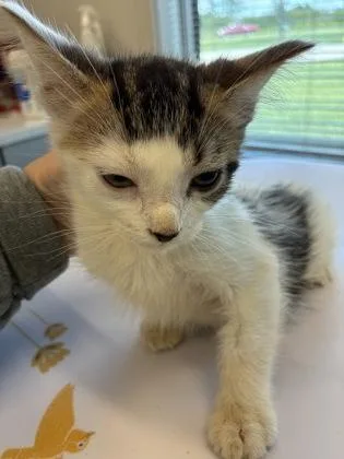 A young small-sized male Domestic Short Hair cat named Albert for adoption in Lafayette, IN