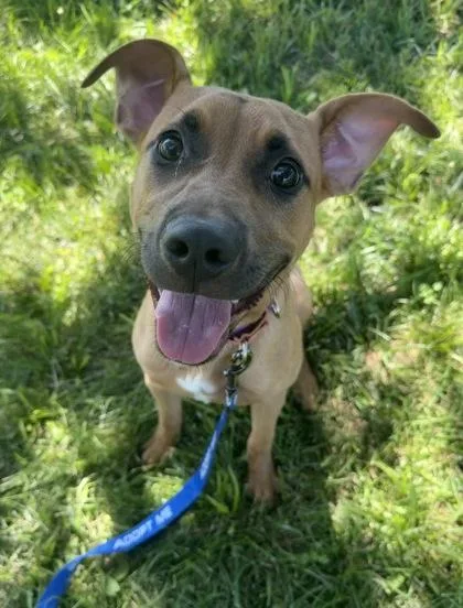 A young medium-sized female Yellow / Tan / Blond / Fawn Mixed Breed dog named Aulani for adoption in Kansas City, MO
