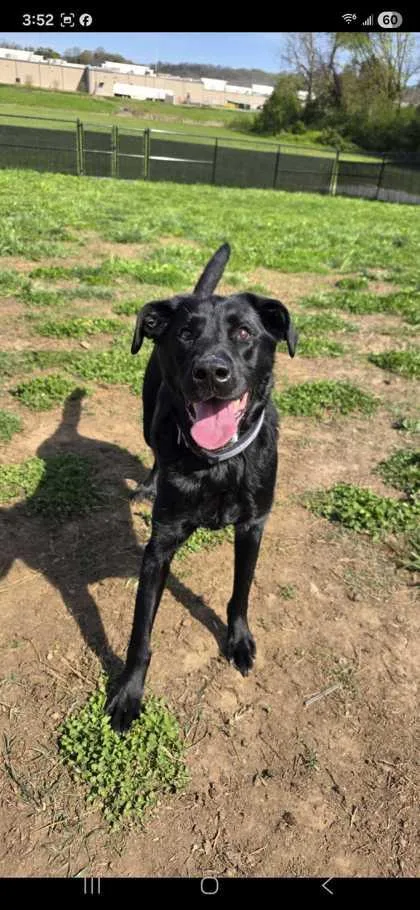 An adult large-sized male Mixed Breed dog named Beau for adoption in Sevierville, TN