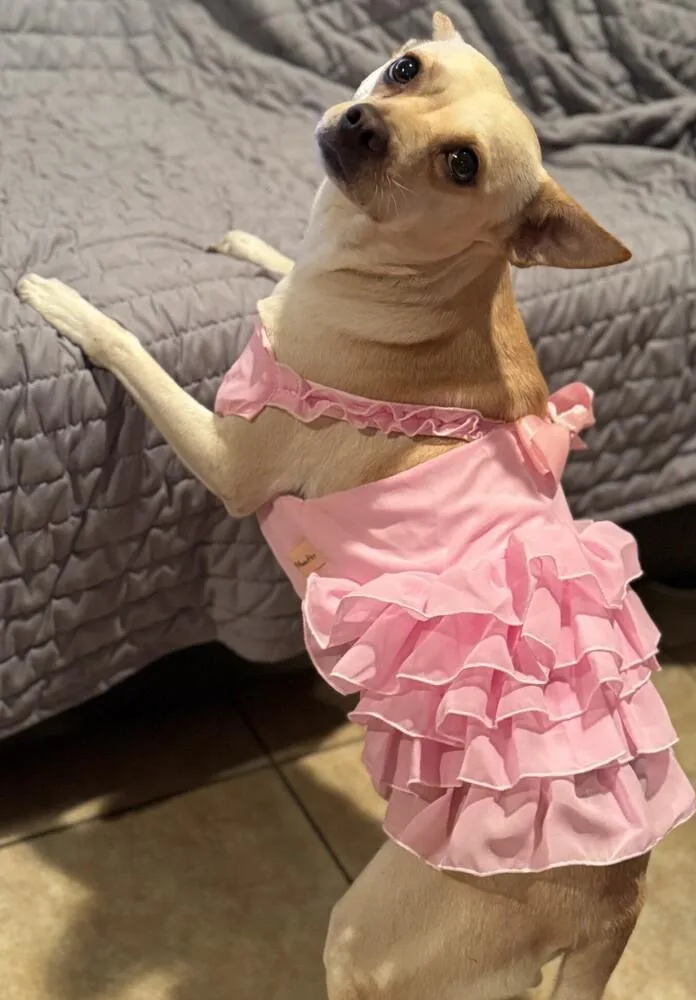 An adult small-sized female Chihuahua dog named Barbie PKA Beatrix AKA for adoption in Dallas, TX