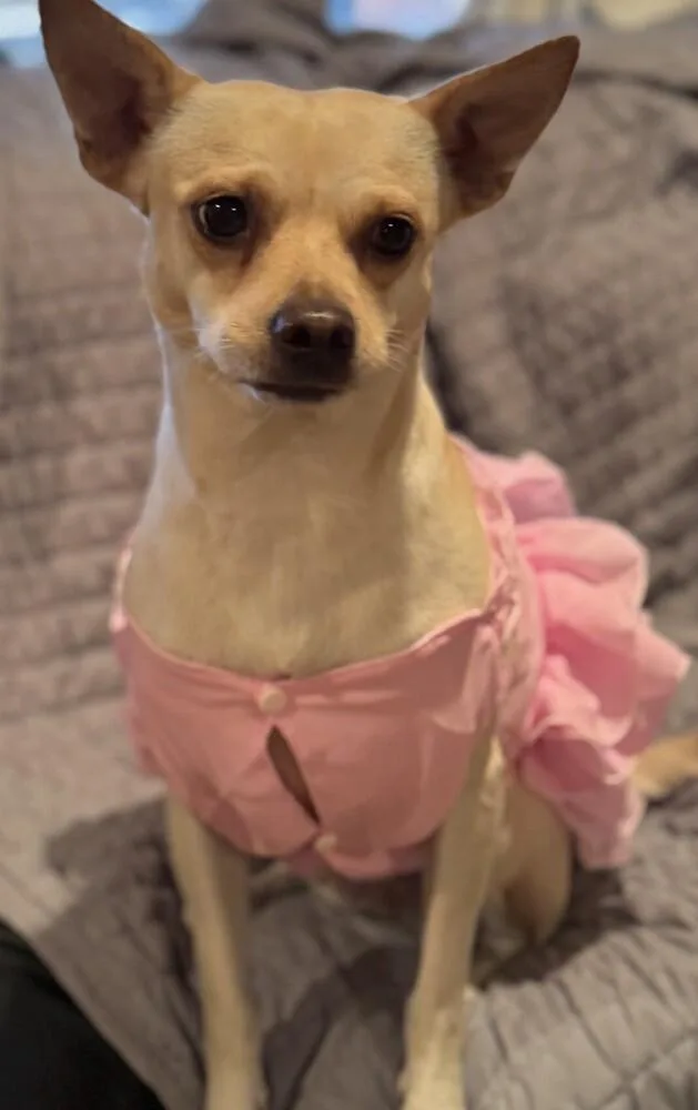 Barbie PKA Beatrix AKA thumbnail 5