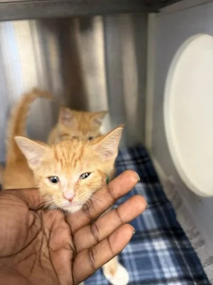 A baby small-sized male Domestic Short Hair cat named Spice for adoption in Atlanta, GA
