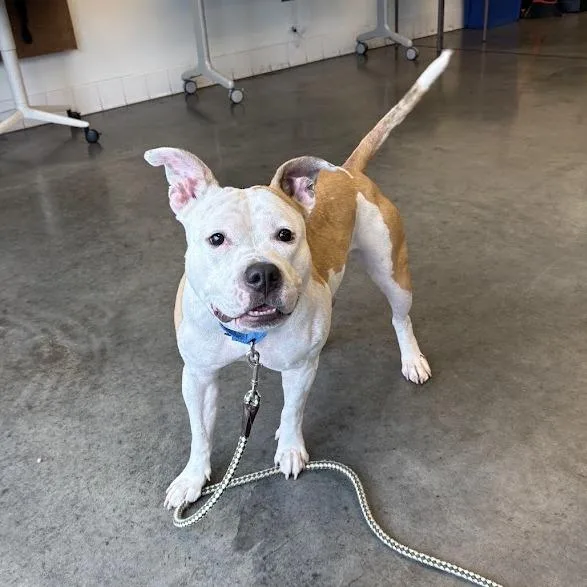 An adult medium-sized female White / Cream Mixed Breed dog named Buttercup for adoption in Pittsburgh, PA