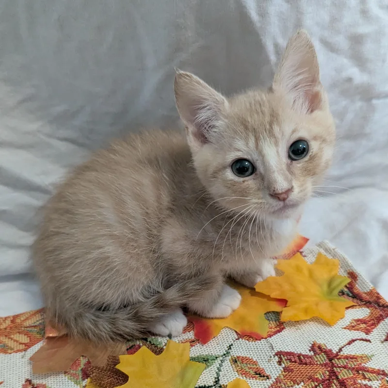 A baby medium-sized male Domestic Short Hair cat named Pocus for adoption in Haddon Heights, NJ