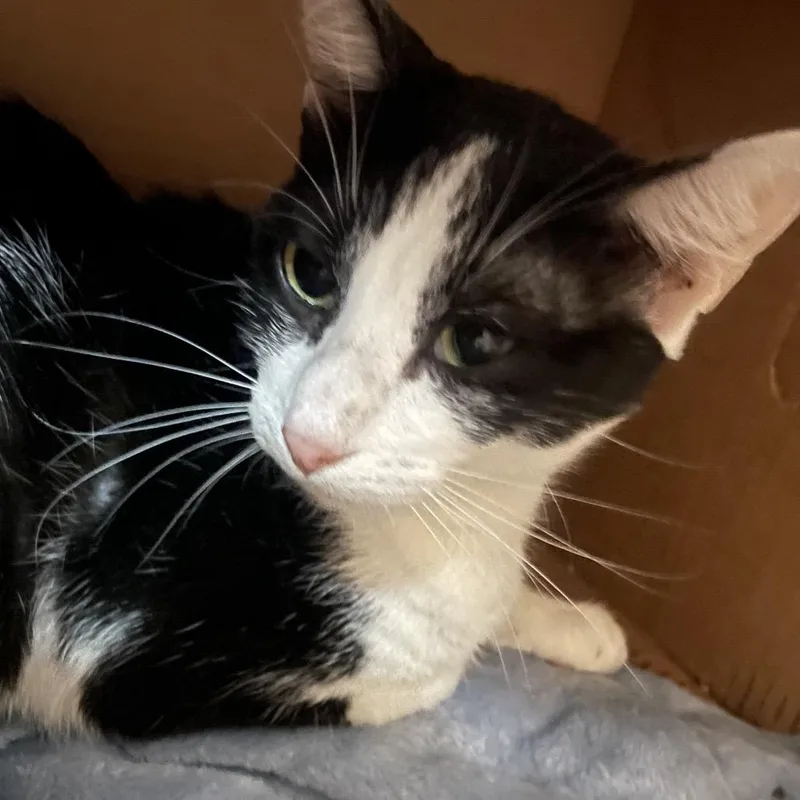 A young medium-sized female Black Domestic Short Hair cat named Penelope for adoption in Marion, IL