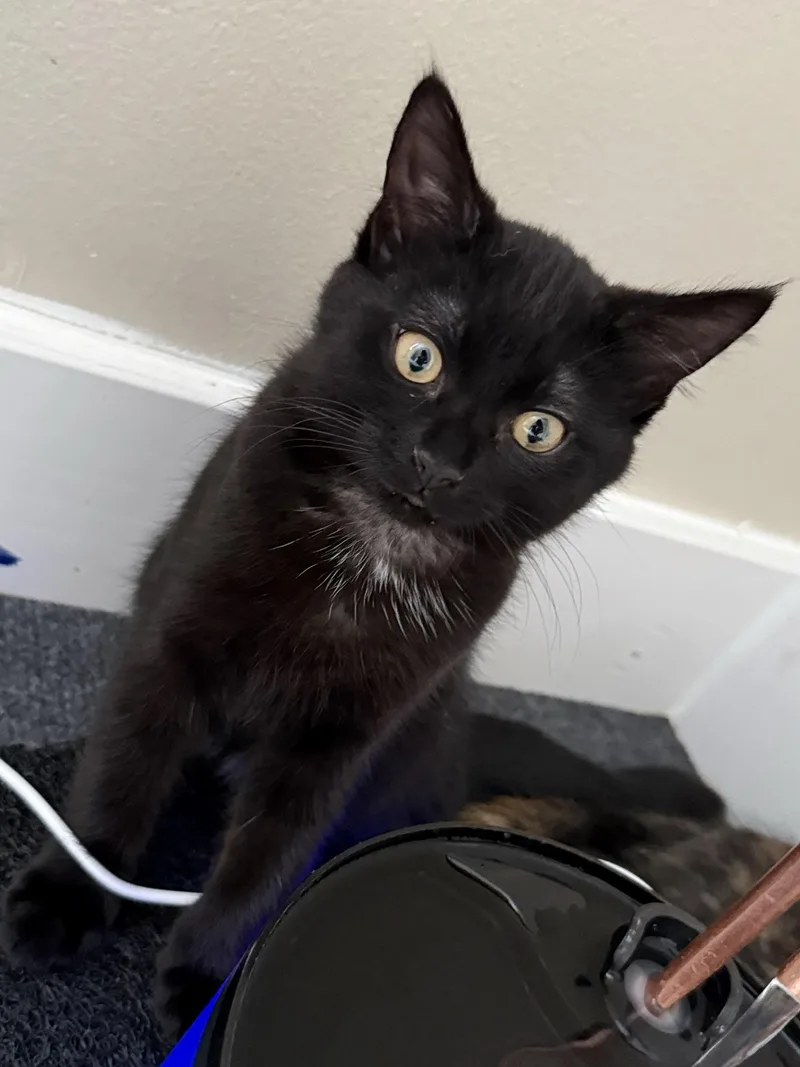 Echo