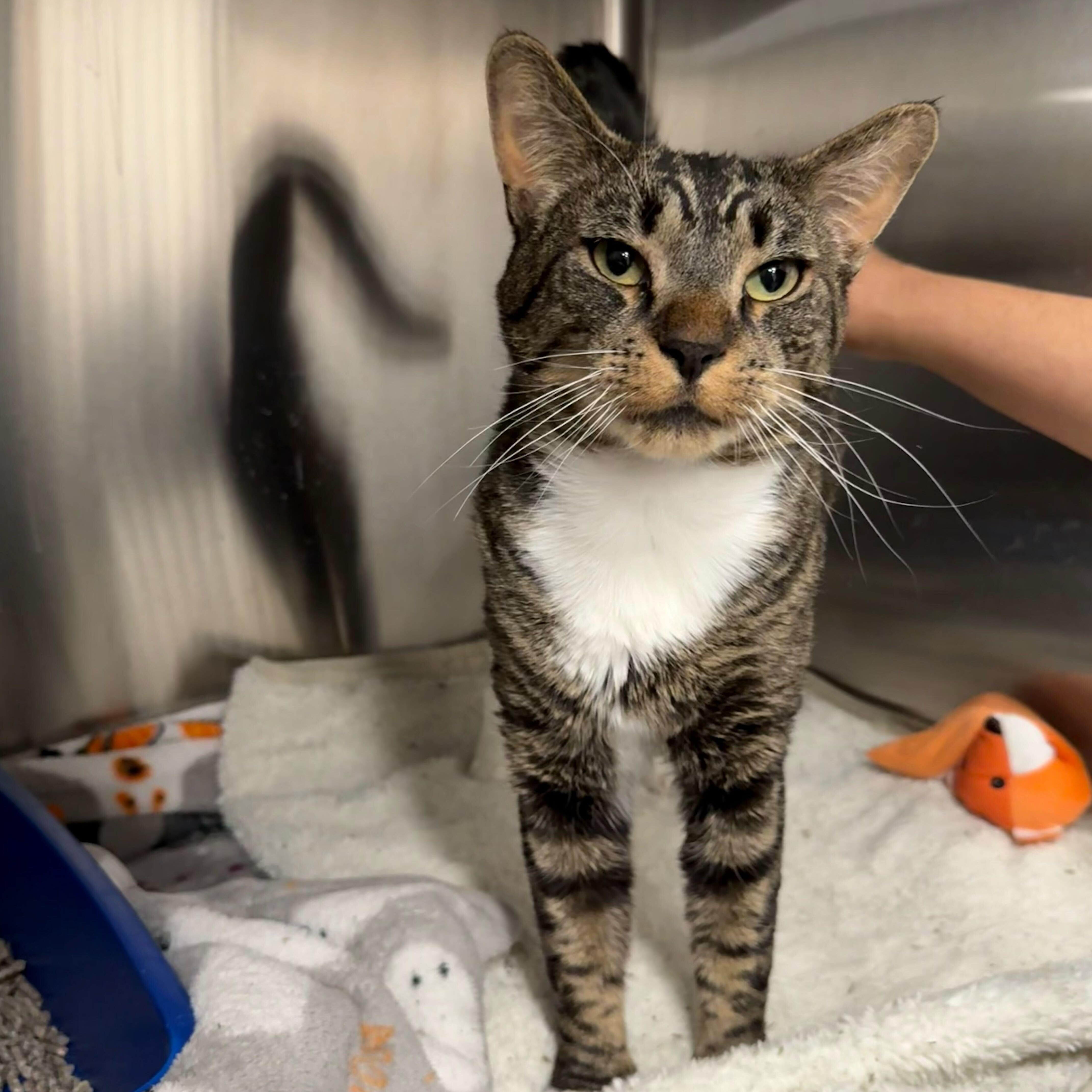 An adult medium-sized male Tabby (Brown / Chocolate) Domestic Short Hair cat named Sweet Pickles for adoption in Waltham, MA