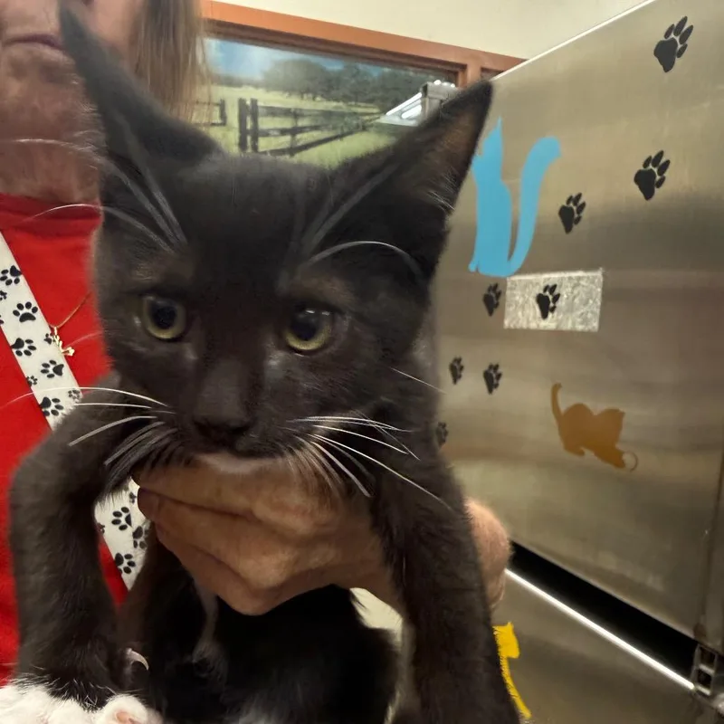 A baby small-sized male Black Domestic Short Hair cat named Pop for adoption in Upland, CA