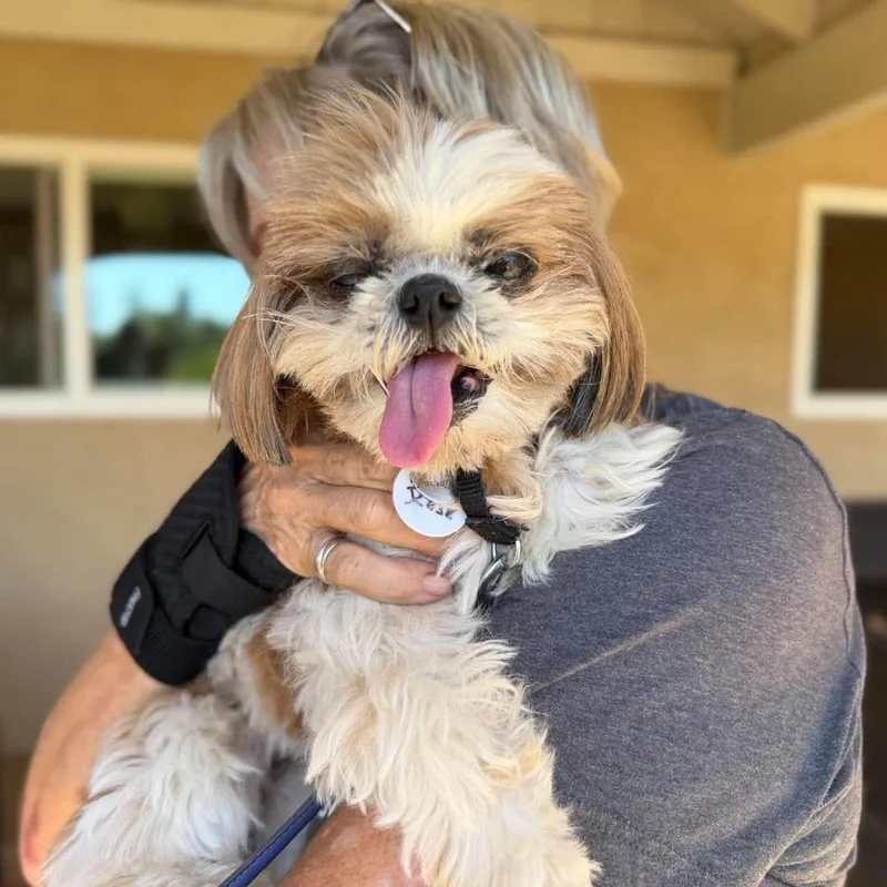 A senior small-sized female Shih Tzu dog named Ruby Rose for adoption in Ramona, CA