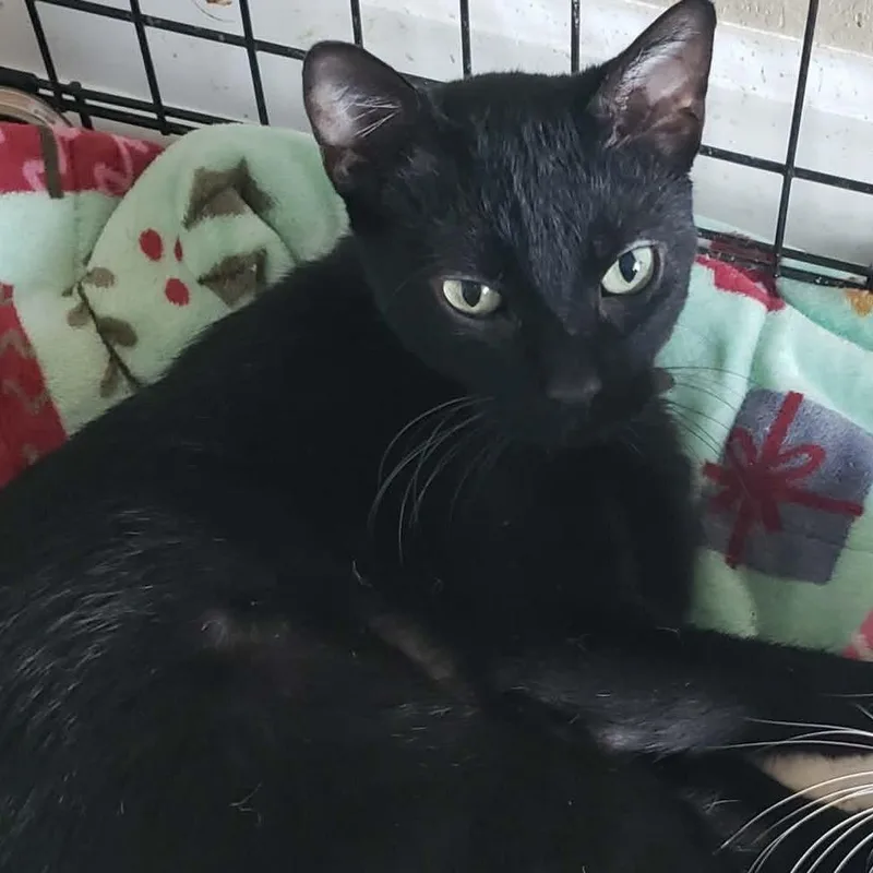 An adult large-sized female American Shorthair cat named Pavlova for adoption in mount vernon, AR