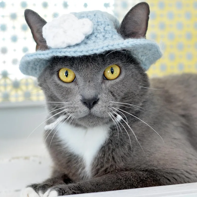 An adult medium-sized female Gray & White Domestic Short Hair cat named Misty for adoption in Sanford, FL