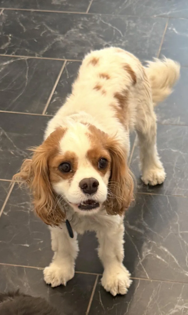 An adult small-sized male Cavalier King Charles Spaniel dog named Beau for adoption in Midway, UT
