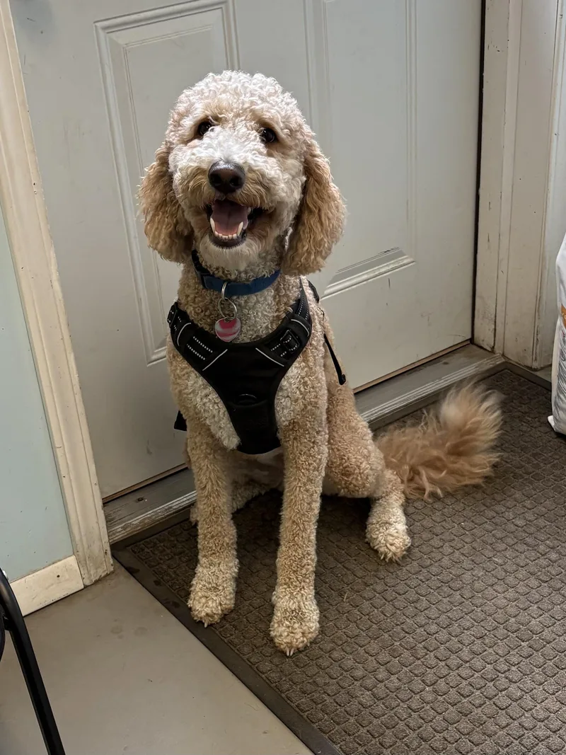 A young medium-sized male Goldendoodle dog named Rusty for adoption in Big Rapids, MI