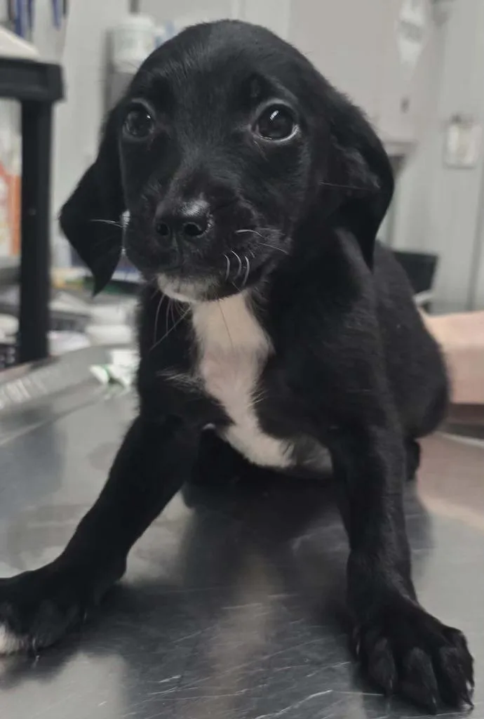 A baby small-sized female Mixed Breed dog named Myrtle for adoption in Hillsdale, IN