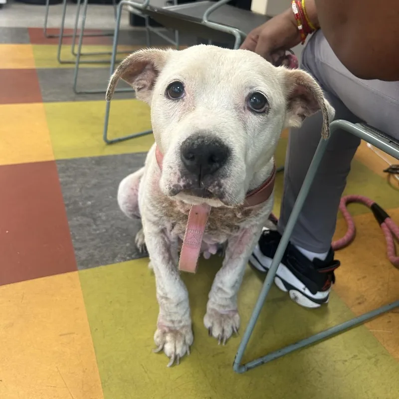 An adult medium-sized female White / Cream Mixed Breed dog named Bella for adoption in Philadelphia, PA