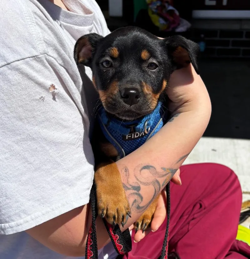 A baby medium-sized female Hound dog named Dora for adoption in Ewing, NJ