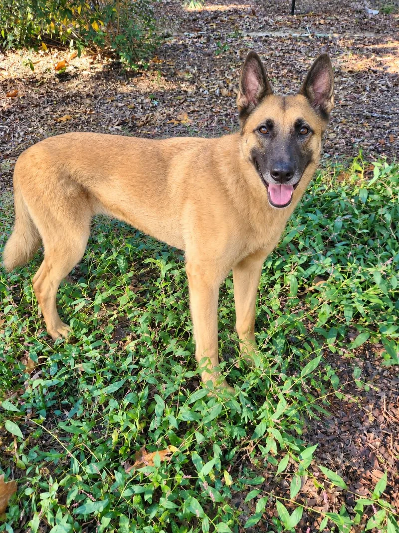An adult medium-sized female Belgian Shepherd / Malinois dog named April for adoption in Pelzer, SC