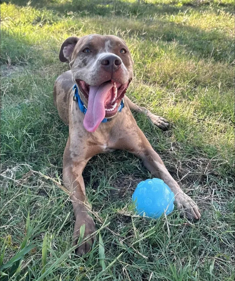 An adult medium-sized male Catahoula Leopard Dog dog named Trumpet for adoption in Melbourne , FL