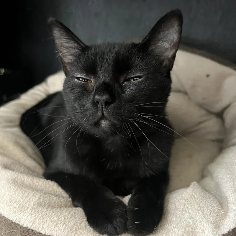 A young small-sized female Black Domestic Short Hair cat named Cartwheel for adoption in San Antonio, TX