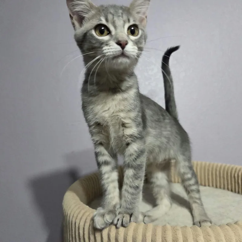 A baby medium-sized female Tabby (Gray / Blue / Silver) Domestic Short Hair cat named Chevelle for adoption in Loveland, CO