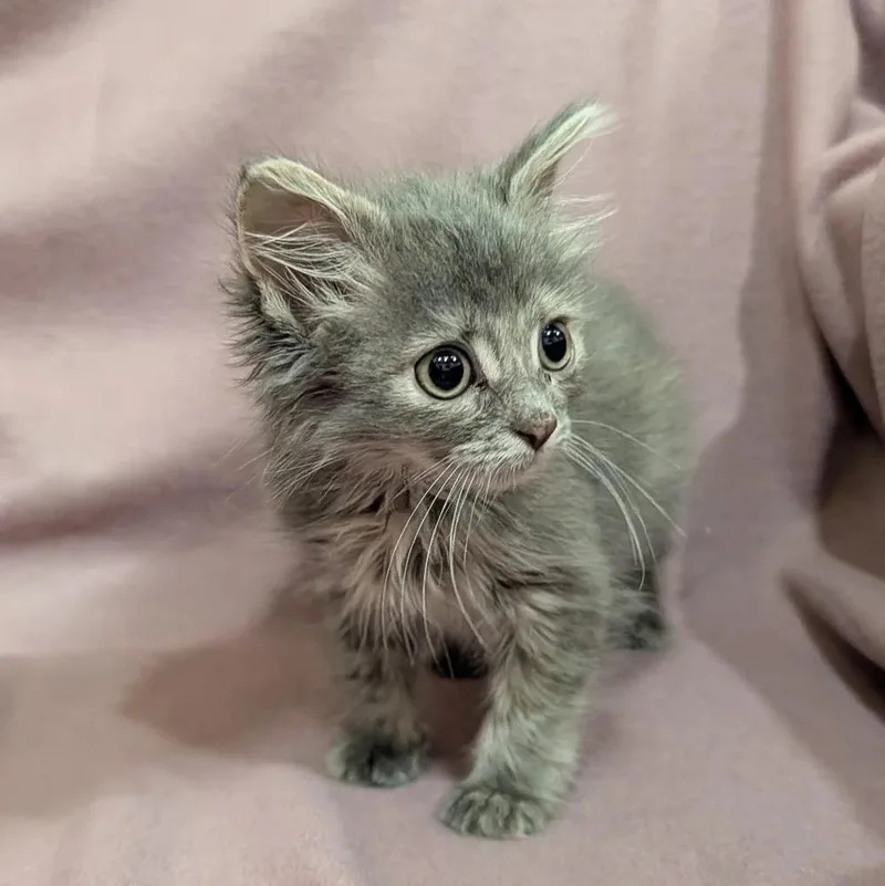 A baby small-sized female Gray & White Domestic Long Hair cat named Napkin for adoption in Davison, MI