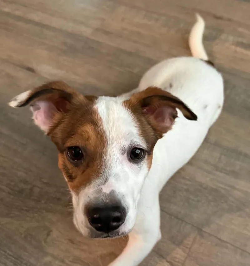 A baby small-sized male Bicolor Parson Russell Terrier dog named Jefferson for adoption in Memphis, TN