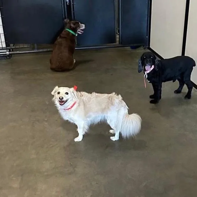 Godiva Y thumbnail 2