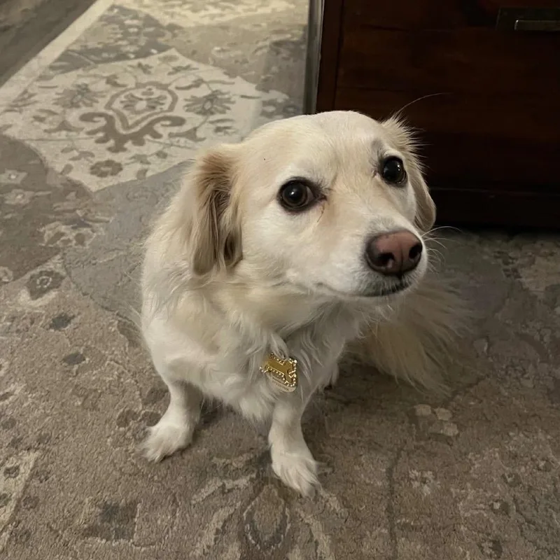 Godiva Y thumbnail 3