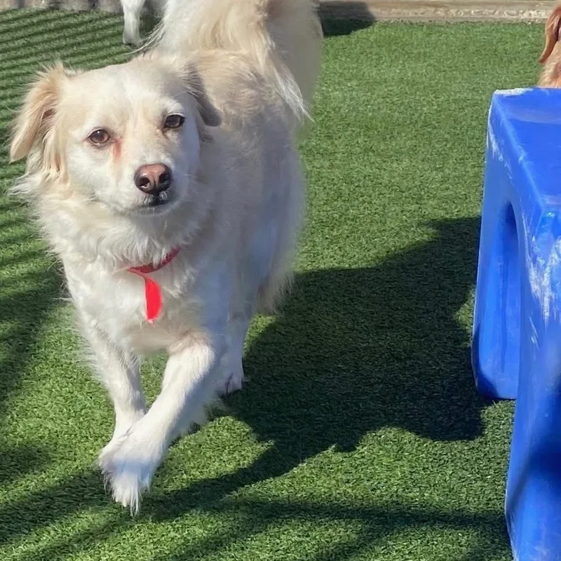 Godiva Y thumbnail 5