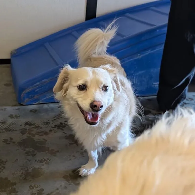 Godiva Y thumbnail 6