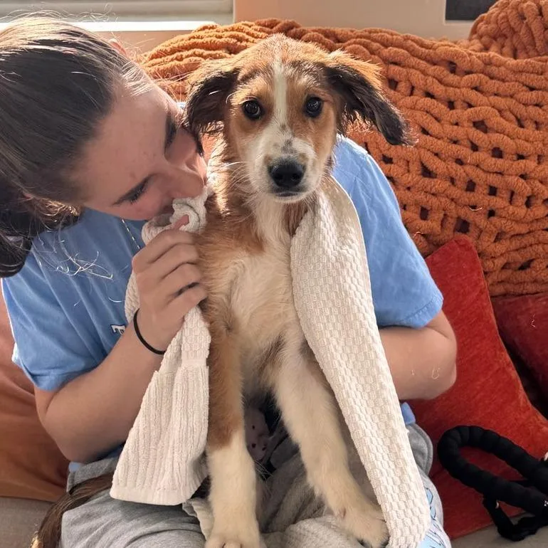 A baby small-sized male Yellow / Tan / Blond / Fawn Yellow Labrador Retriever dog named Chai for adoption in Chapel Hill, NC