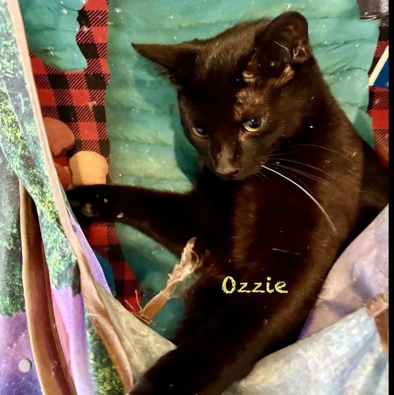 Ozzie