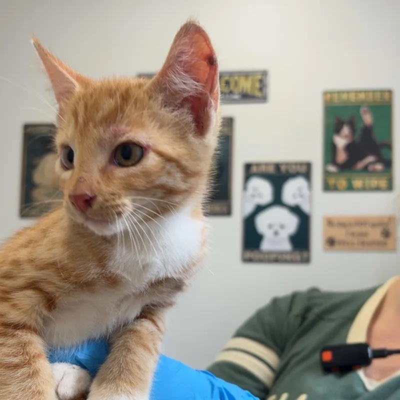 A baby small-sized male Orange / Red Domestic Short Hair cat named Jaffa Cake for adoption in Livingston, TX