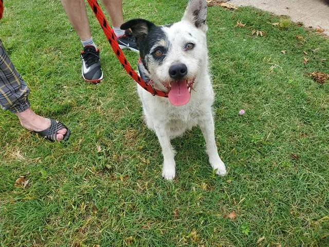 An adult medium-sized male Parson Russell Terrier dog named Patch for adoption in Garland, TX