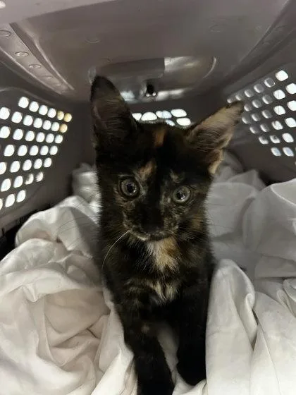 A baby small-sized female Domestic Short Hair cat named Sam for adoption in Chamblee, GA