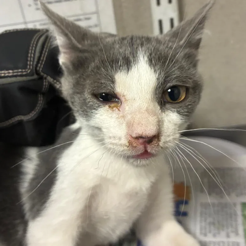 A baby small-sized female Black Domestic Short Hair cat named Alphonse for adoption in Yuma, AZ
