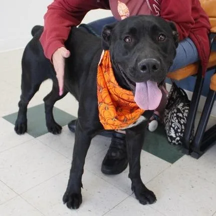 An adult large-sized female Labrador Retriever dog named Taki for adoption in Birmingham, AL
