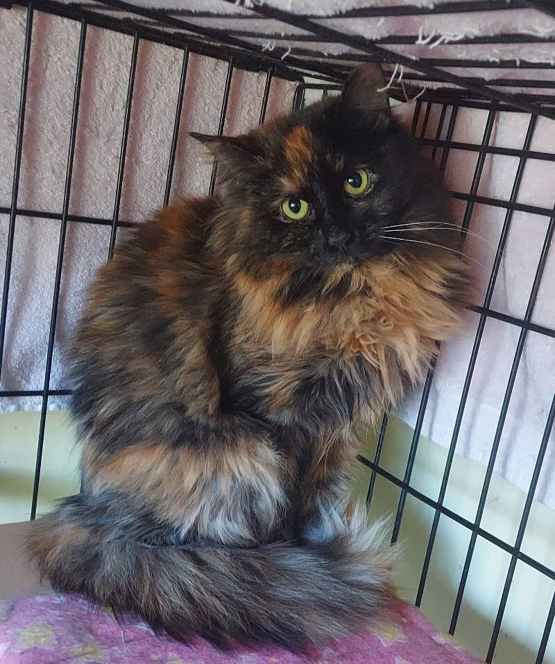 A young medium-sized female Tortoiseshell Domestic Long Hair cat named Adriana for adoption in Colmar, PA