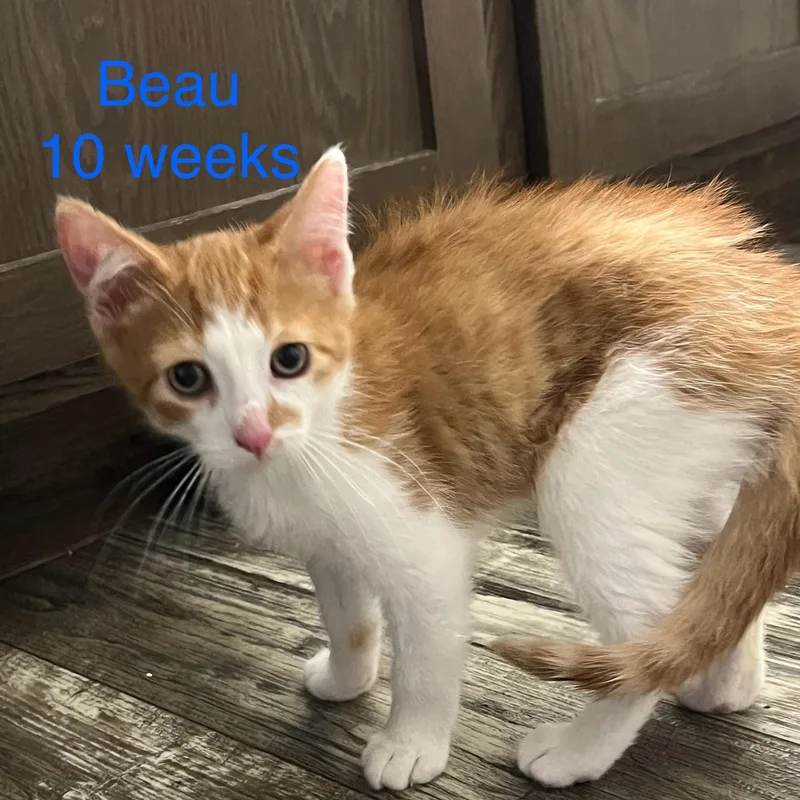 A baby small-sized male Orange & White Domestic Short Hair cat named Beau for adoption in Davisburg, MI